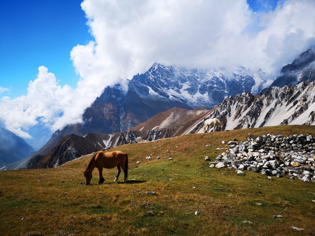Mountain view with a horse in Langtang Valley, Nepal, Youintravel