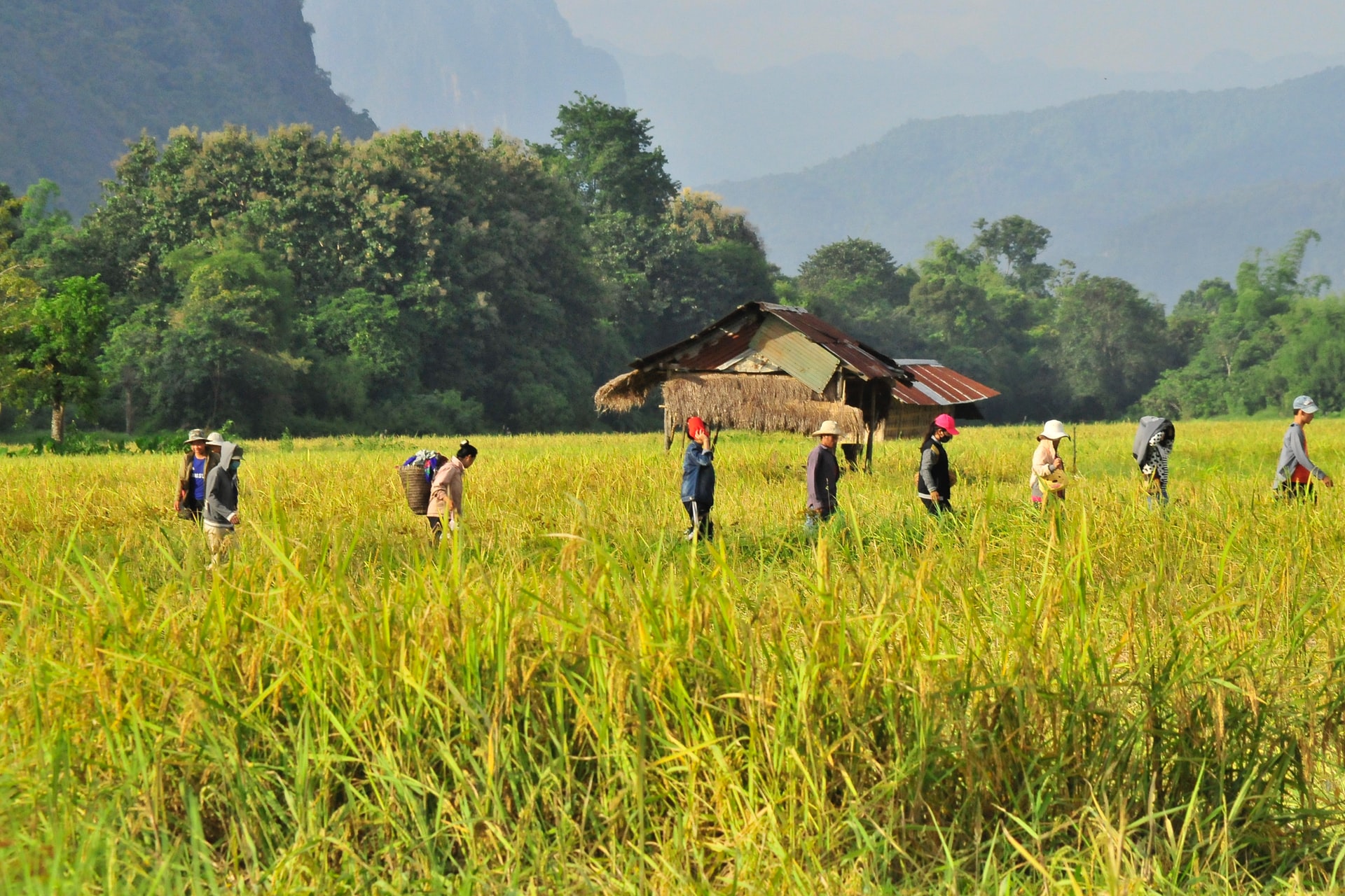 Rice field with locals in Vang Vieng, Laos
