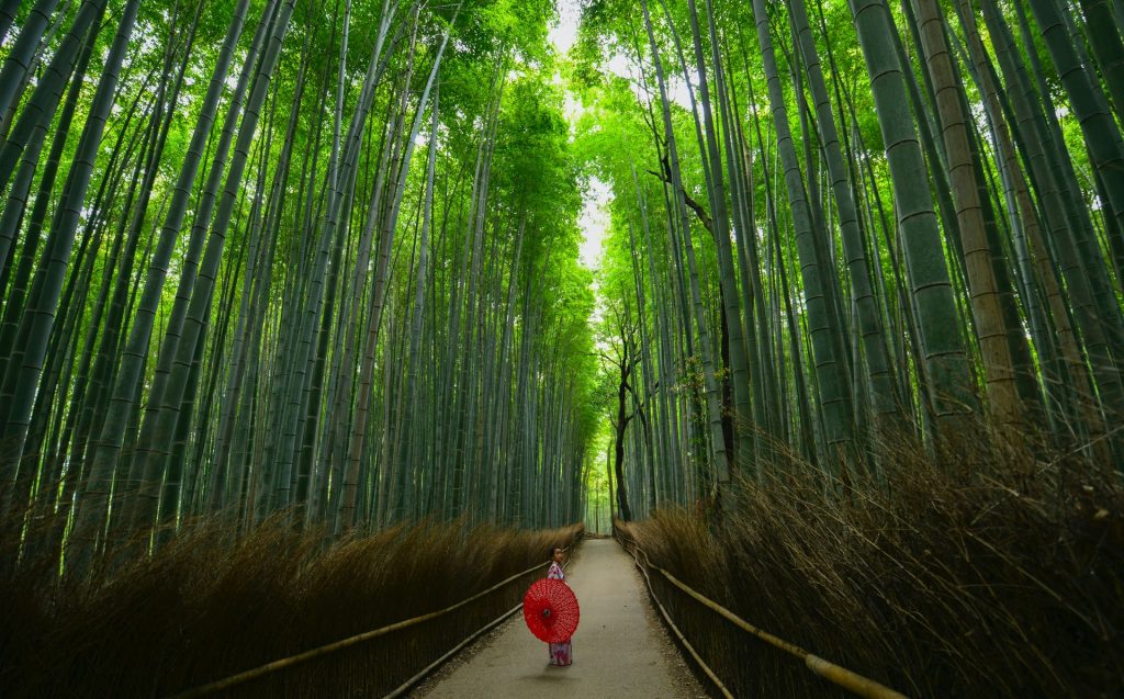 Bamboo forest in Arashiyama, Kyoto, Japan