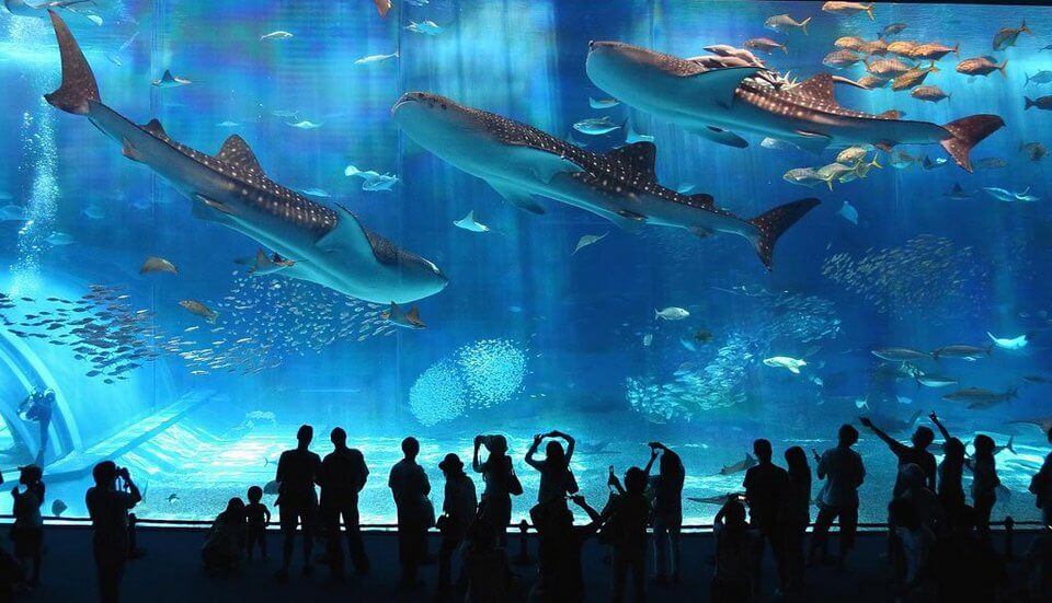 Osaka-Aquarium-Kaiyukan-japan